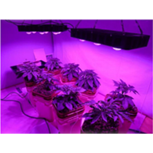 LED Grow Lights